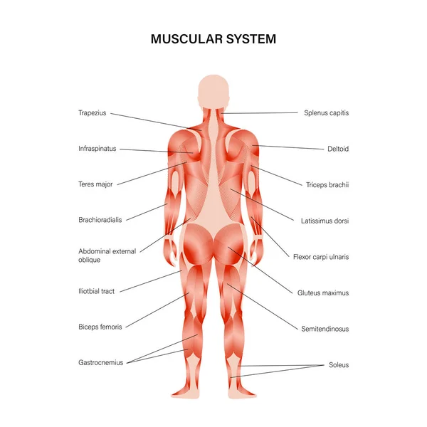 Sistema muscolare umano — Vettoriale Stock