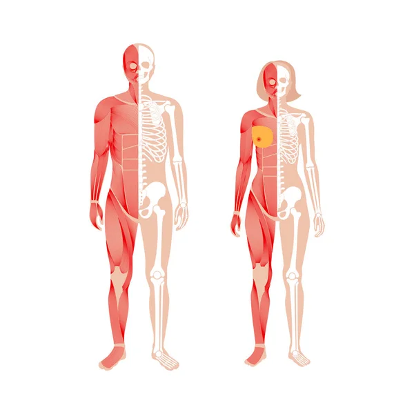 Sistema muscular humano — Vector de stock