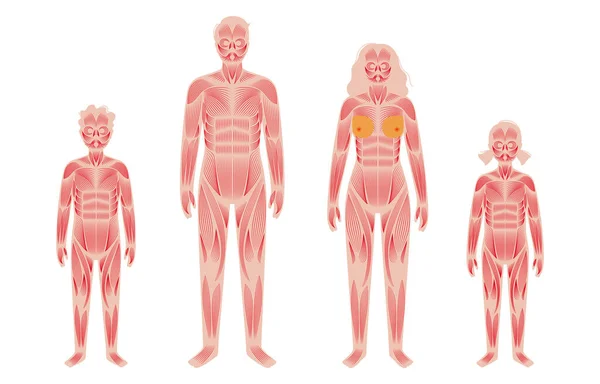 Sistema muscular humano — Archivo Imágenes Vectoriales