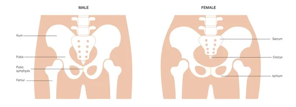 Human pelvis joints — Stock Vector