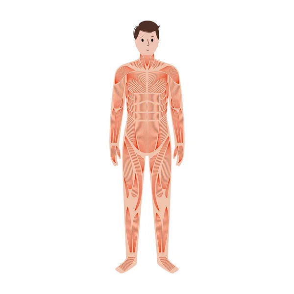 Lidský svalový systém — Stockový vektor