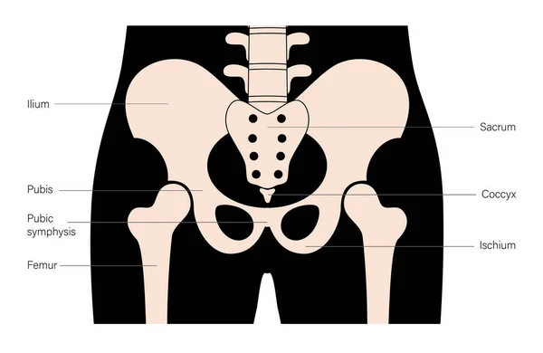 인간의 골반 관절 — 스톡 벡터