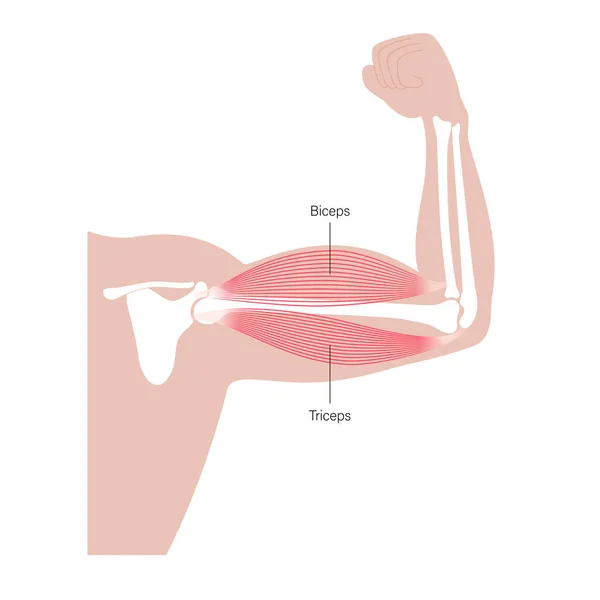 Anatomía de bíceps y tríceps — Archivo Imágenes Vectoriales