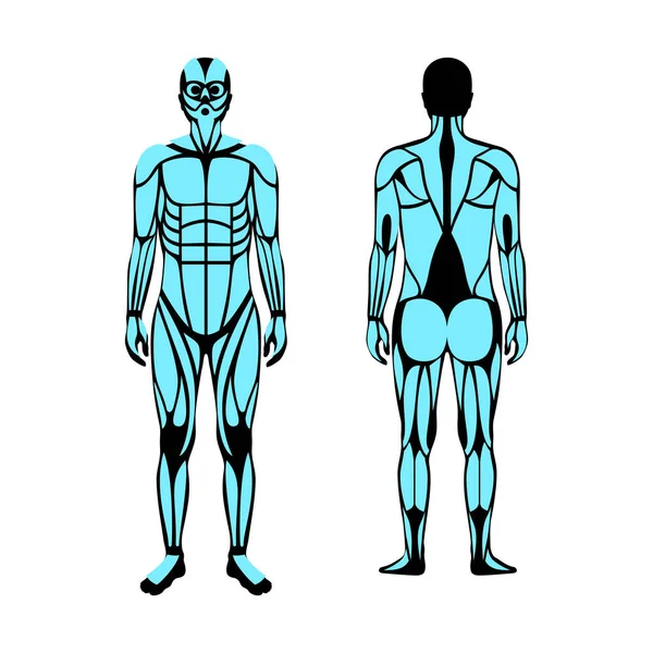 Sistema muscular humano — Vector de stock