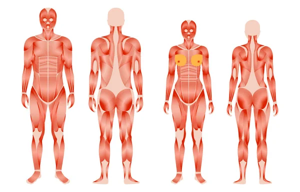 Sistema muscular humano — Vector de stock