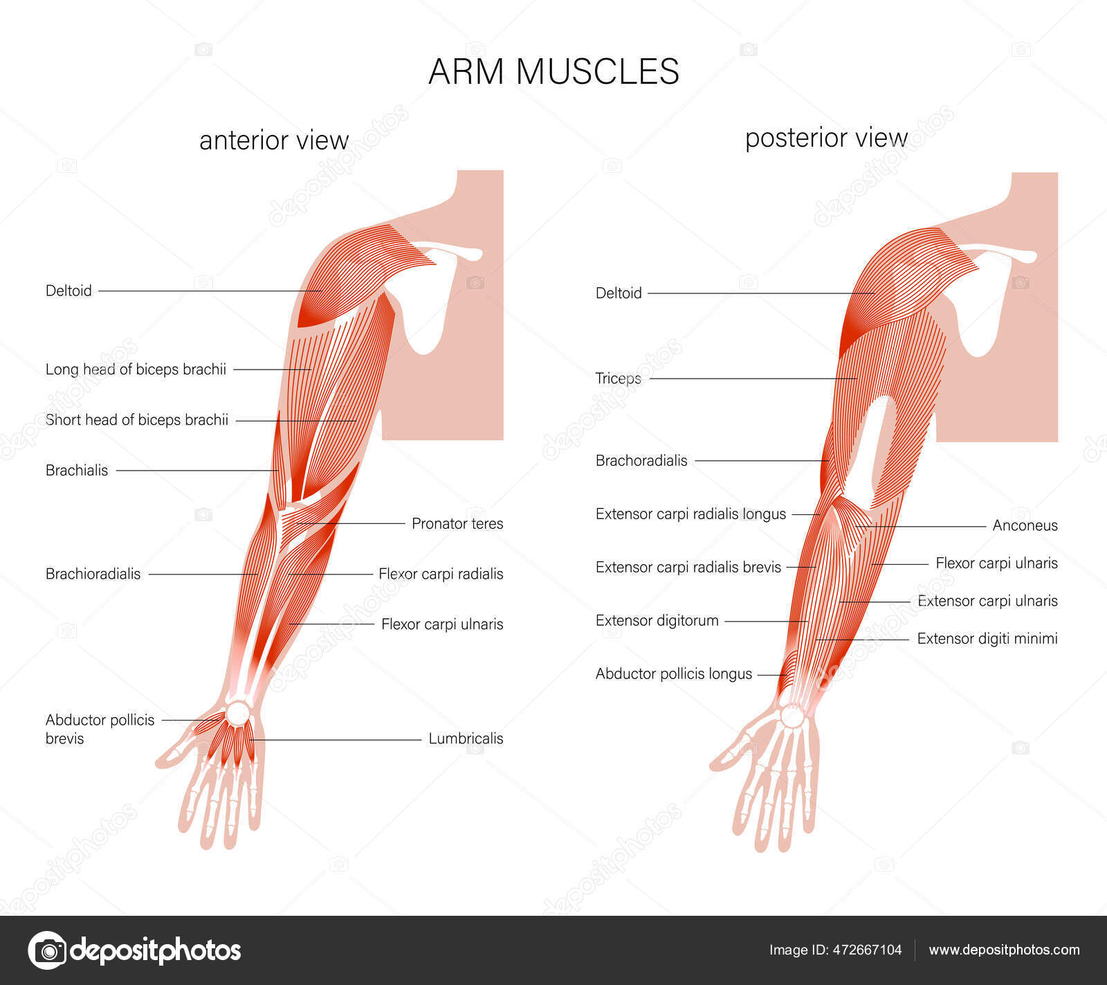 Muscular system arms Stock Vector by ©Pikovit 472667104
