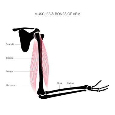 Kas sistemi kolları