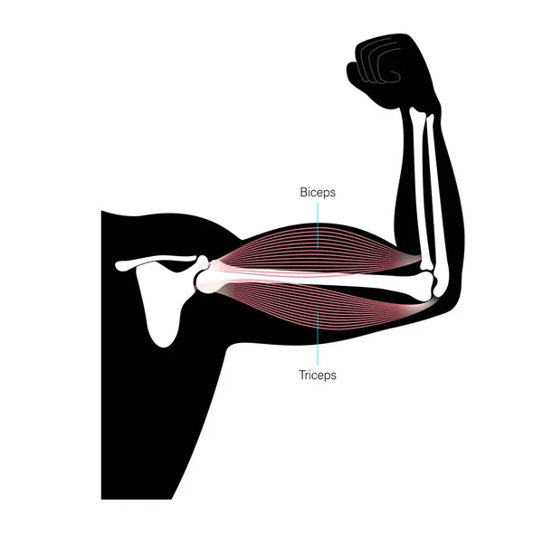 Biceps and triceps anatomy — Stock Vector