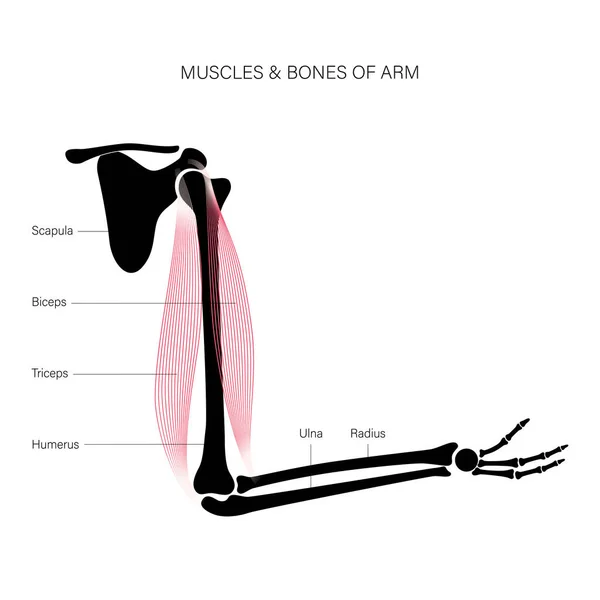 Brazos del sistema muscular — Vector de stock