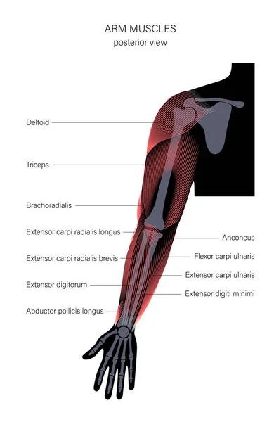 Muskulära systemet armar — Stock vektor