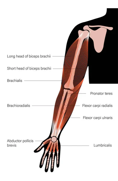 Brazos del sistema muscular — Vector de stock