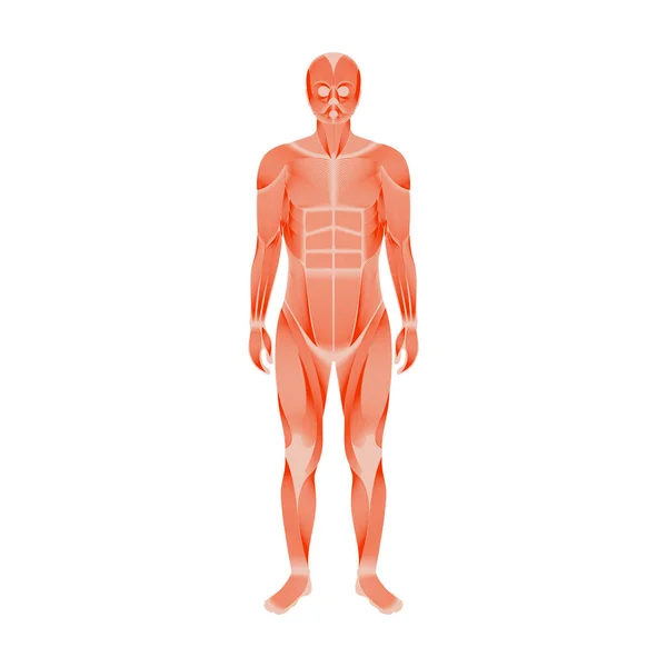 Sistema muscular humano — Vector de stock