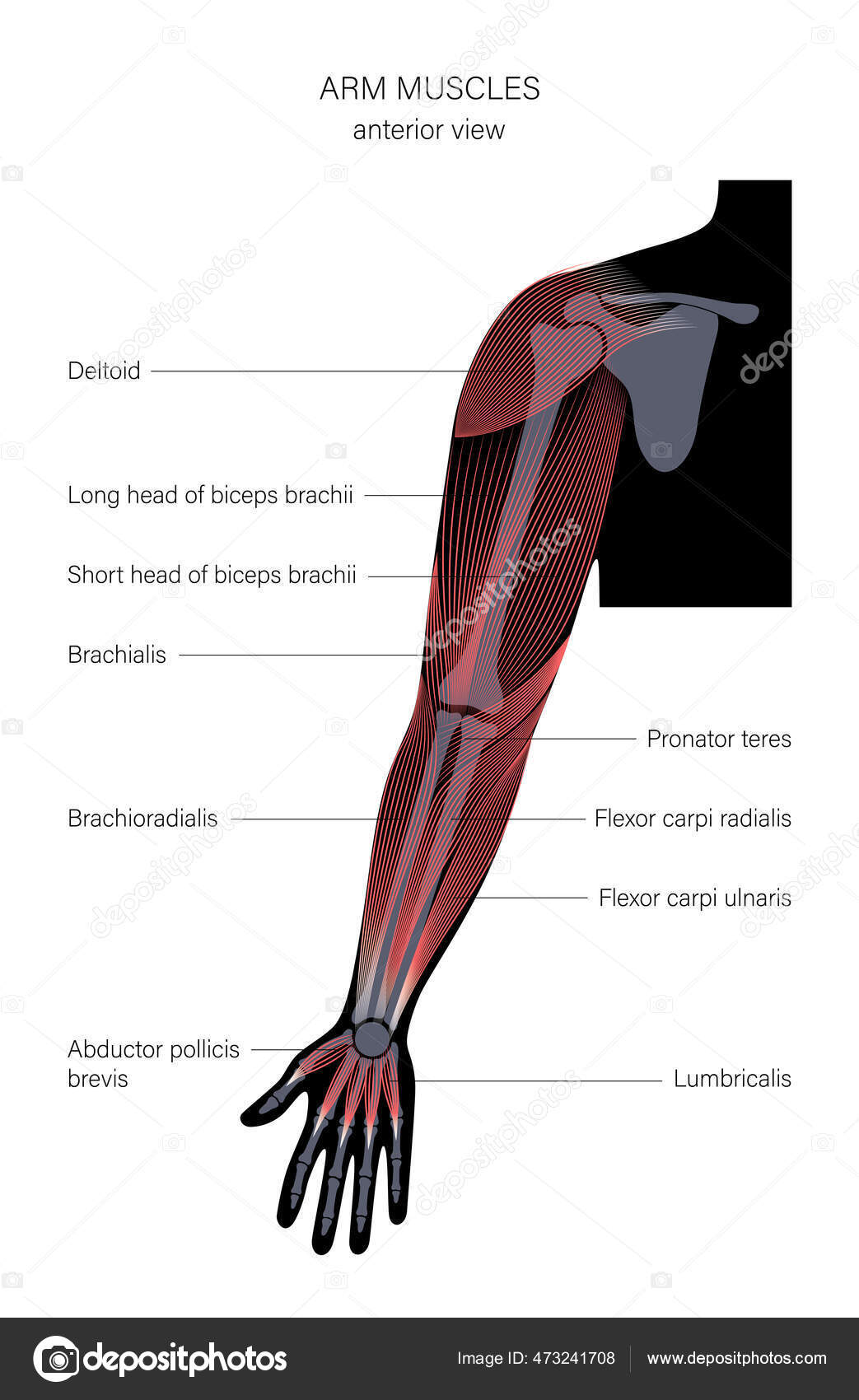 Muscular system arms Stock Vector by ©Pikovit 473241708