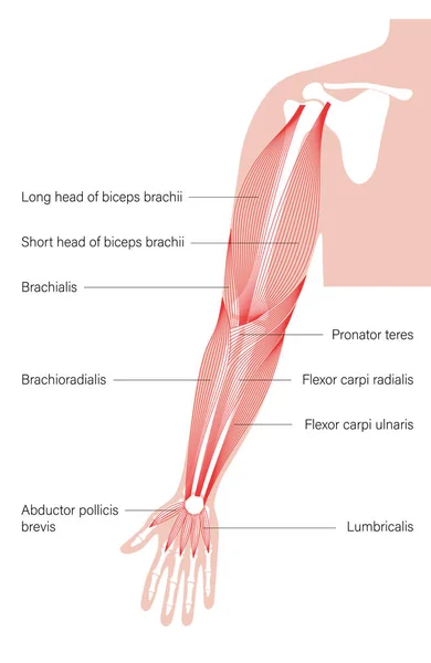 Sistem lengan otot - Stok Vektor