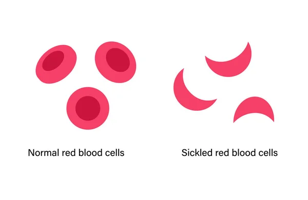 Blood structure concept — Stock Vector