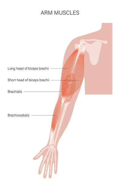 근육계의 팔 — 스톡 벡터