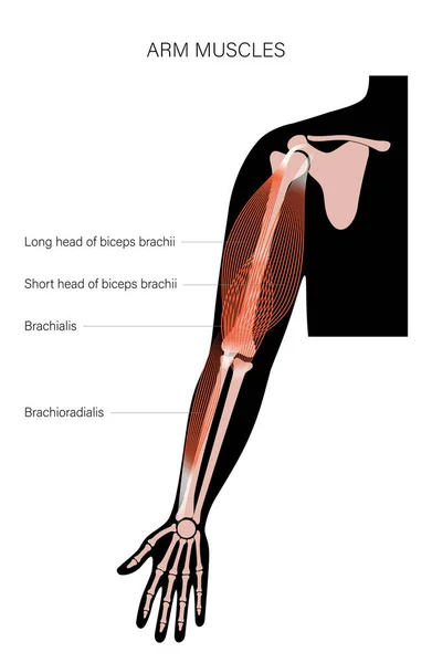 Brazos del sistema muscular — Archivo Imágenes Vectoriales