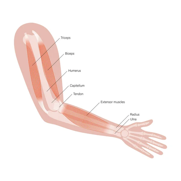 Bras du système musculaire — Image vectorielle