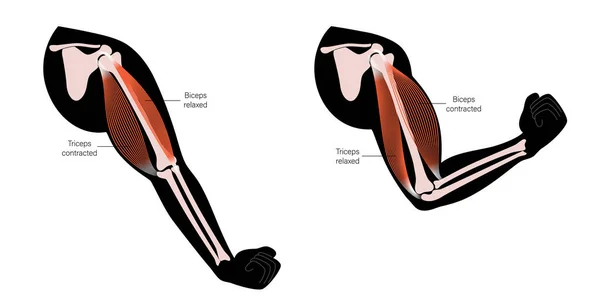 Biceps och triceps anatomi — Stock vektor