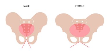 Kaslı leğen kemiği kavramı