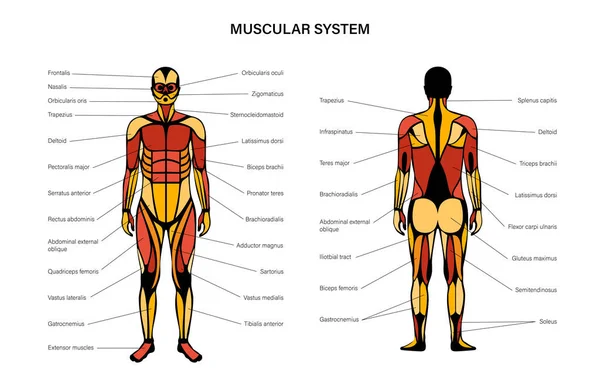 Sistema muscolare umano — Vettoriale Stock