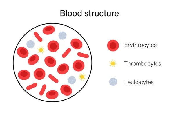 Concepto de estructura sanguínea — Vector de stock