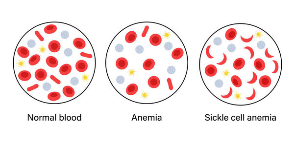 Blood structure concept