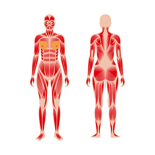 Мышечная система человека