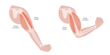 Pazılar ve trisepsler anatomi