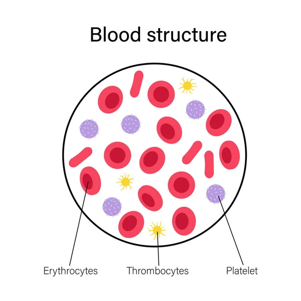 Begreppet blodstruktur — Stock vektor