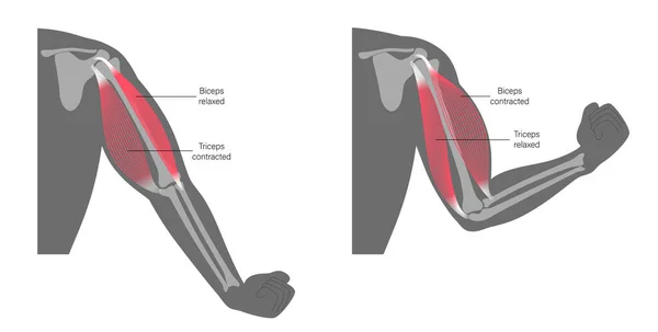 Anatomi bisep dan triceps - Stok Vektor