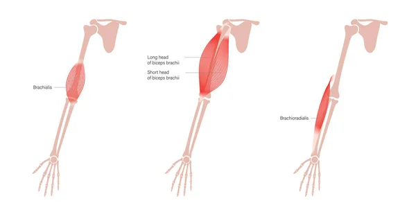 Músculos del brazo humano — Vector de stock