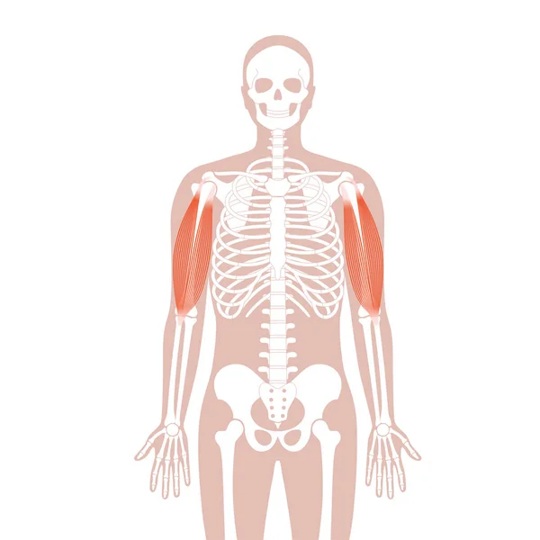 肌肉系统臂 — 图库矢量图片