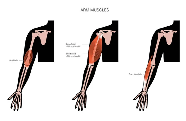 Menschliche Armmuskulatur — Stockvektor