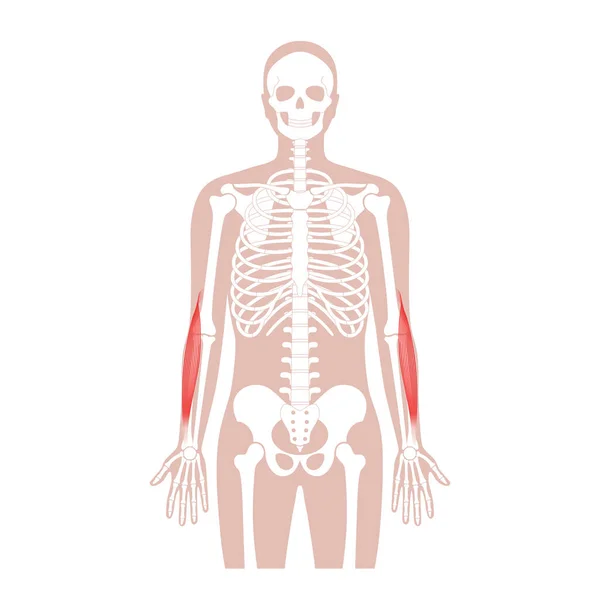 Armen van het spierstelsel — Stockvector