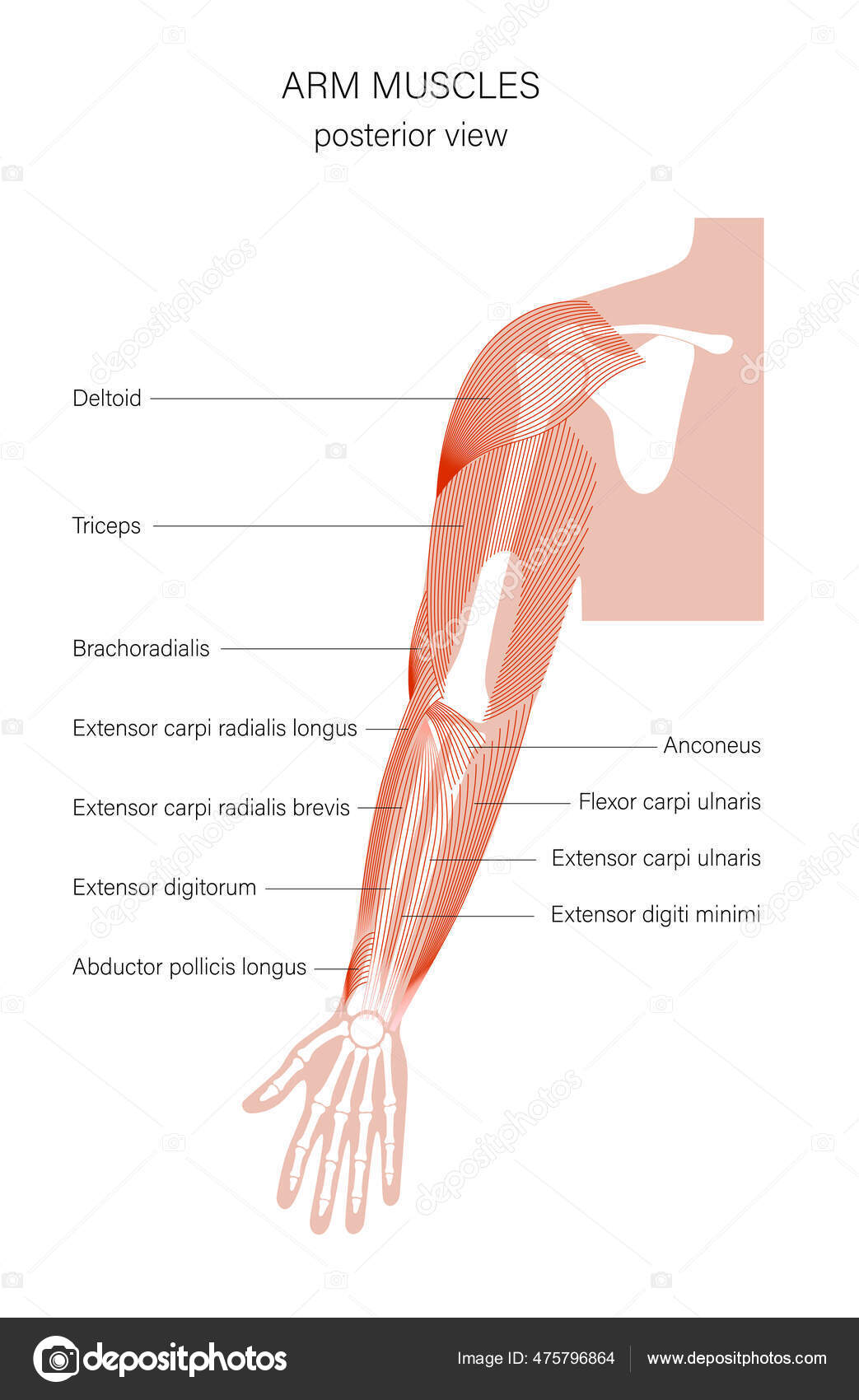Muscular system arms Stock Vector by ©Pikovit 475796864