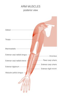 Kas sistemi kolları