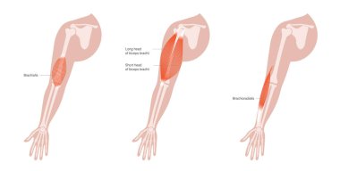 Human arm muscles clipart