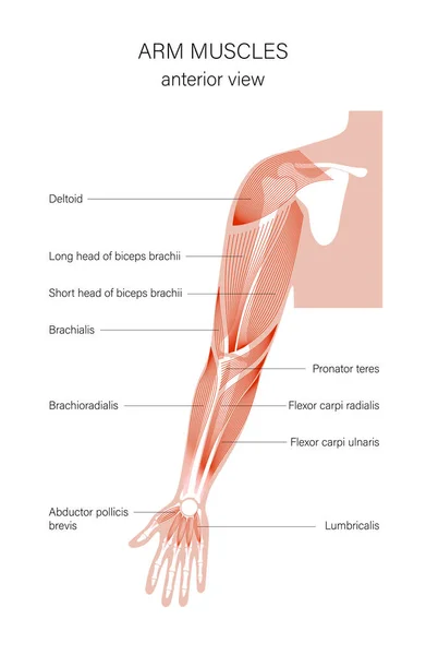 Braços do sistema muscular — Vetor de Stock
