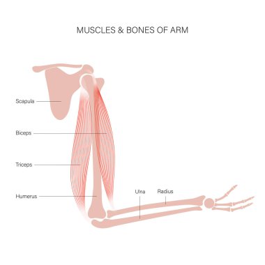 Kas sistemi kolları