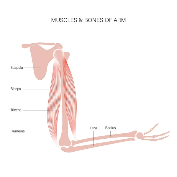 Brazos del sistema muscular — Archivo Imágenes Vectoriales