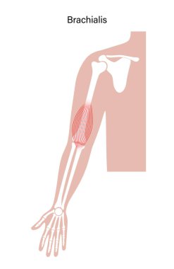 Kas sistemi kolları