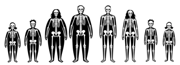 Анатомия толстых скелетов — стоковый вектор