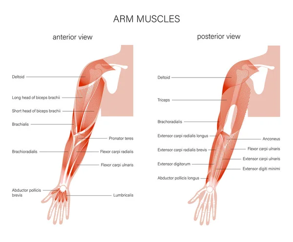 Muscular system arms — Stock Vector