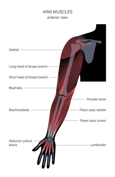 Braços do sistema muscular — Vetor de Stock