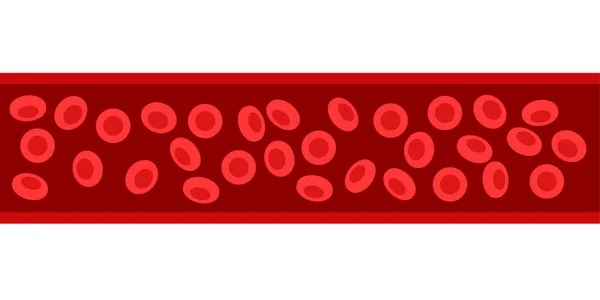 Erythrocytes in blood vessel — Stock Vector