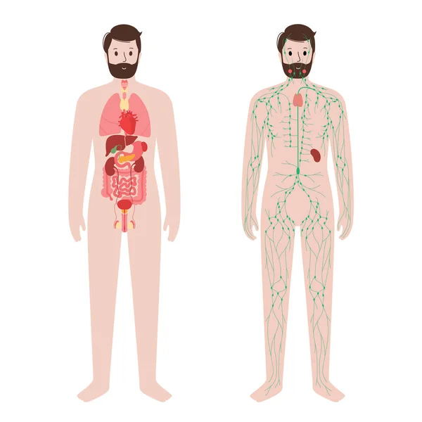 Органы и лимфатическая система — стоковый вектор