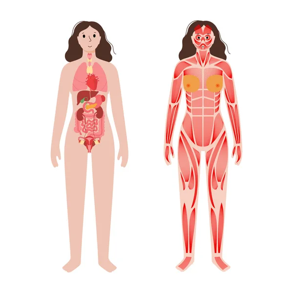 器官和肌肉 — 图库矢量图片