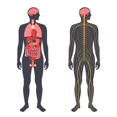 Organs and nervous system clipart