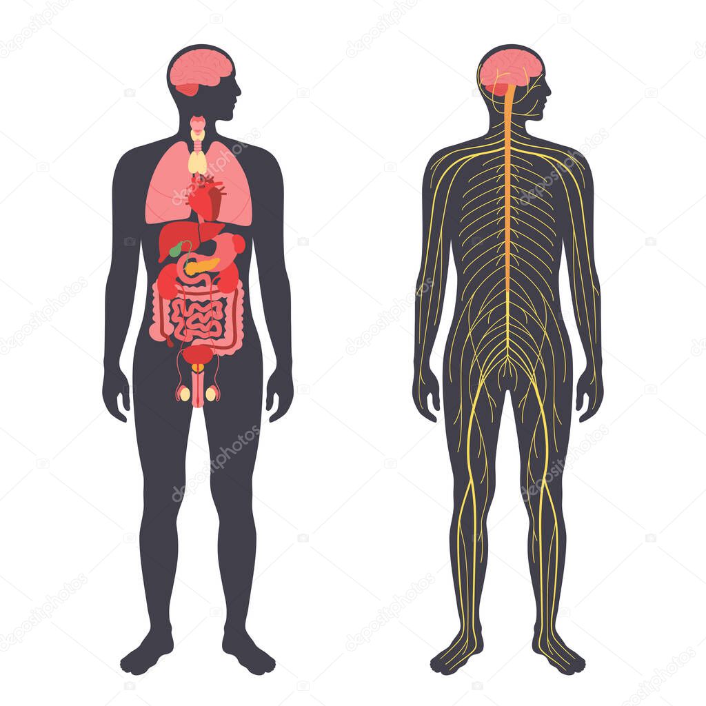 Organs and nervous system